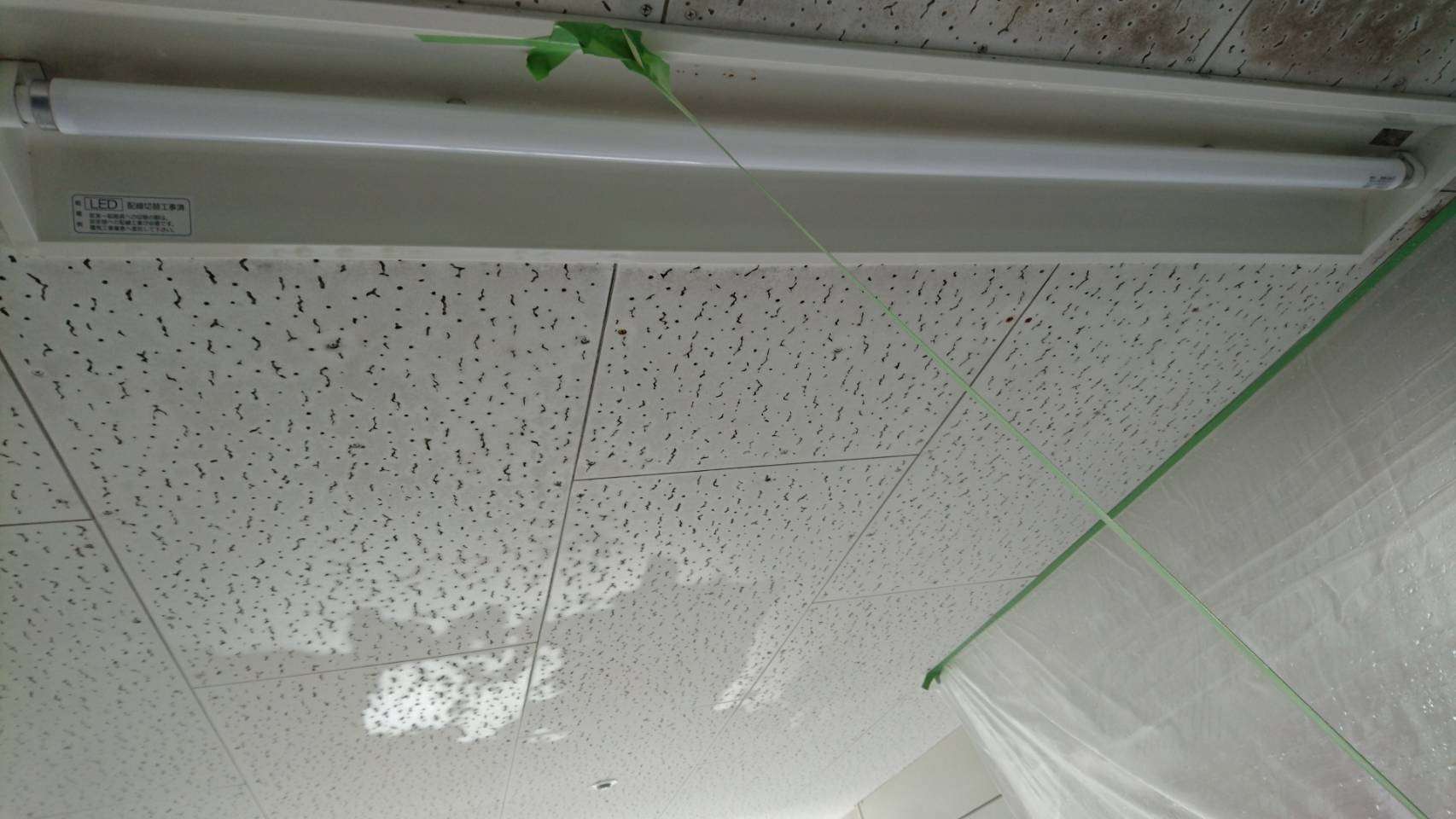 鹿児島県　奄美市　病院内の天井のカビ取り