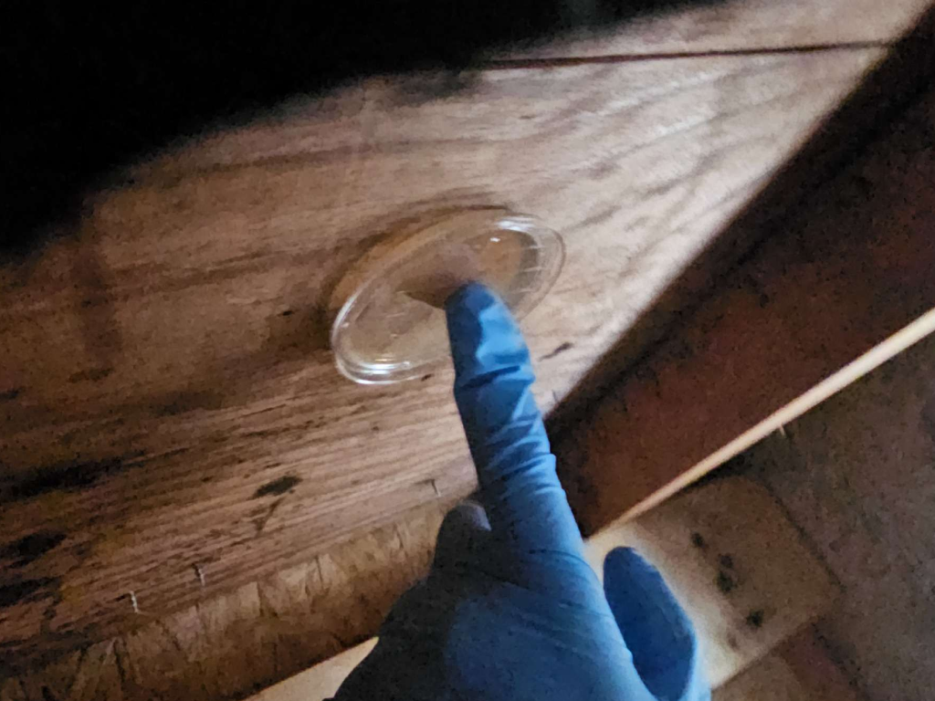 専用の寒天スタンプで付着菌検査を実施