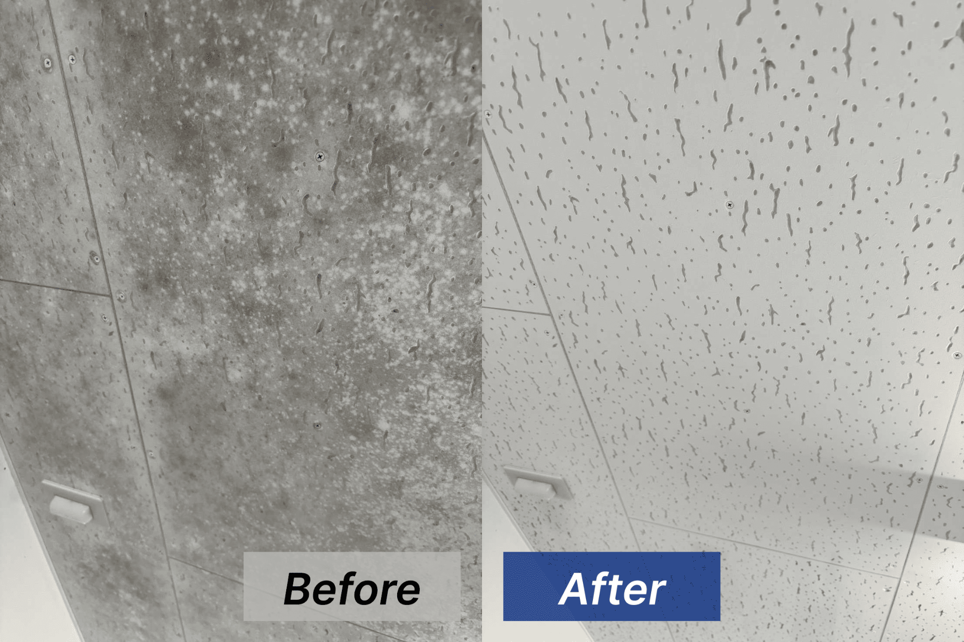 天井のカビ取り