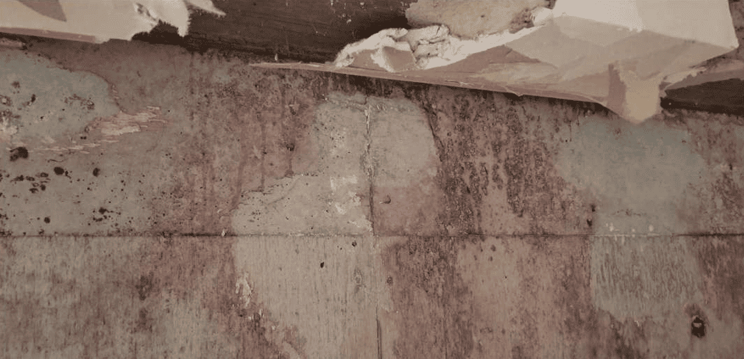 壁内のカビ取り