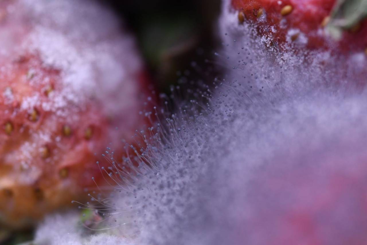 なぜいちごにカビが生えるのか？白いふわふわの正体と発生原因を徹底解説｜食品カビと住まいのカビの意外な共通点とは