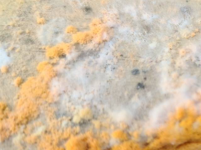 洗面所のクッションフロア下に潜むカビの恐怖|黒いシミの正体と見逃してはいけない床下腐食のサインとは