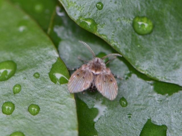 チョウバエとカビの意外な関係｜MIST工法®カビバスターズ本部が解説