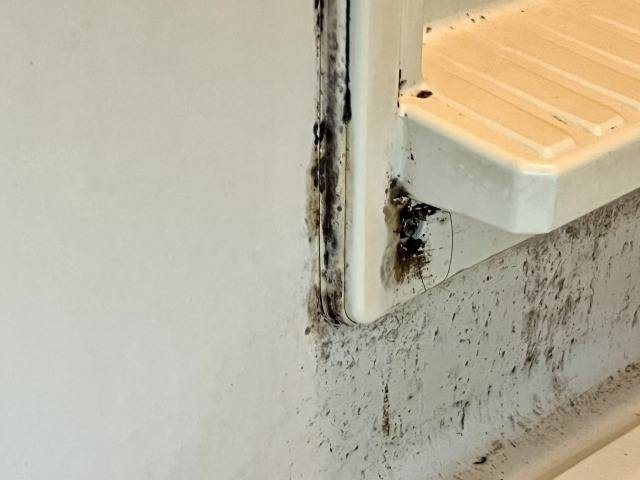 黒カビの正体と健康リスクを徹底解説！ 浴室や壁紙裏のカビ取り対策ガイド