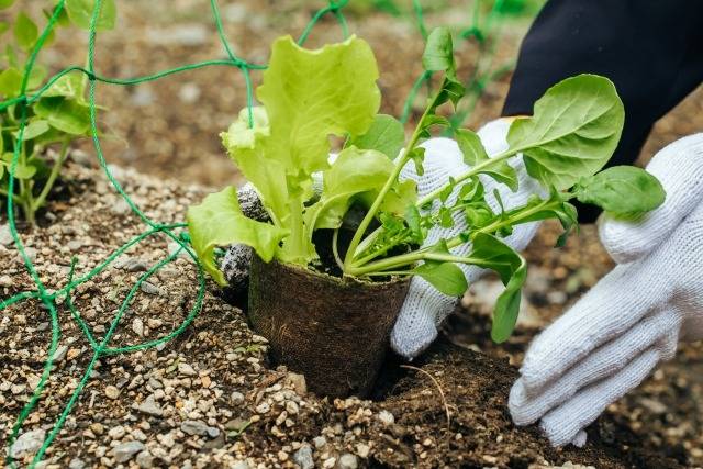 植物の土に生えるカビの除去と予防方法！なぜ生えるのか？