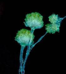 宇宙でも増殖するカビの恐怖とは？微小重力で変わる胞子の挙動と驚異の耐性を徹底解説｜ＭＩＳＴ工法®カビバスターズ本部