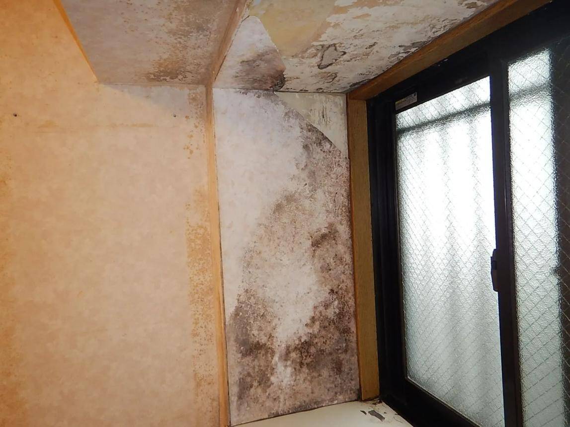 加古川市で増加するカビトラブルの原因と対策｜見えない壁内カビまで徹底調査するＭＩＳＴ工法®カビバスターズ本部の完全ガイド