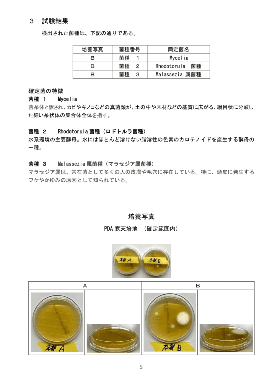 真菌の試験結果一覧と培養写真