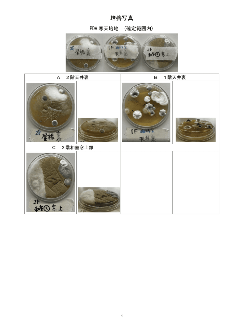 真菌検査報告書|付着菌の培養写真