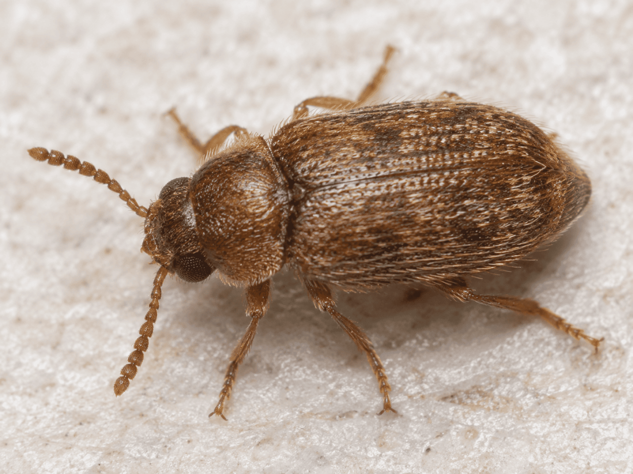 高湿環境で増えるカビと虫の連鎖発生とは？ヒメマキムシの危険性と根本対策を徹底解説｜MIST工法®カビバスターズ