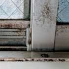 カビ除去の完全ガイド！プロのアドバイスで快適な住環境を取り戻そう