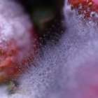 なぜいちごにカビが生えるのか？白いふわふわの正体と発生原因を徹底解説｜食品カビと住まいのカビの意外な共通点とは