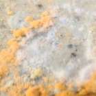 洗面所のクッションフロア下に潜むカビの恐怖｜黒いシミの正体と見逃してはいけない床下腐食のサインとは