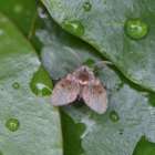 チョウバエとカビの意外な関係｜MIST工法®カビバスターズ本部が解説