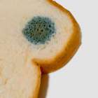 カビが原因の食中毒を防ぐために今できること！暖かくなったら要注意！