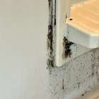 黒カビの正体と健康リスクを徹底解説！ 浴室や壁紙裏のカビ取り対策ガイド