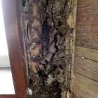 【カドミウム・グロボーサム完全対策】 セルロース系素材を襲う危険なカビの特徴と健康影響を徹底解説！