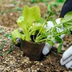 植物の土に生えるカビの除去と予防方法！なぜ生えるのか？