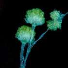 宇宙でも増殖するカビの恐怖とは？微小重力で変わる胞子の挙動と驚異の耐性を徹底解説｜ＭＩＳＴ工法®カビバスターズ本部