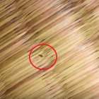 部屋にチャタテムシが出たら要注意！見えないカビ・壁内カビのサインと真菌検査の必要性｜ＭＩＳＴ工法®カビバスターズ本部