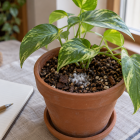 観葉植物の土にカビが生えたら｜取り方と再発を防ぐ管理