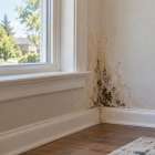 Mold Problems in America: Japanese Mold Experts Offer Solutions