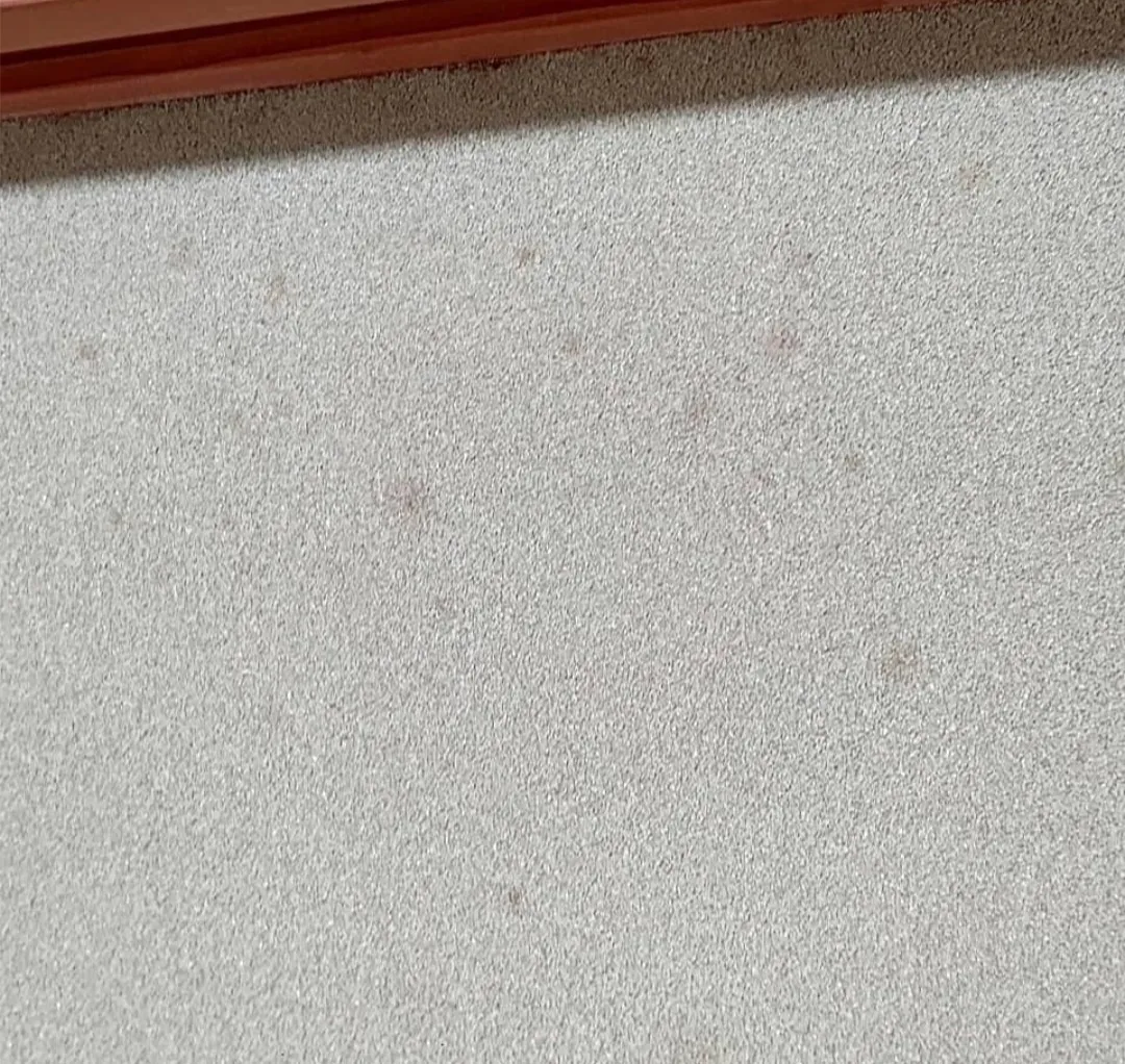 カビバスターズ福山(MIST福山)が和室のカビ取り・カビ対策しました