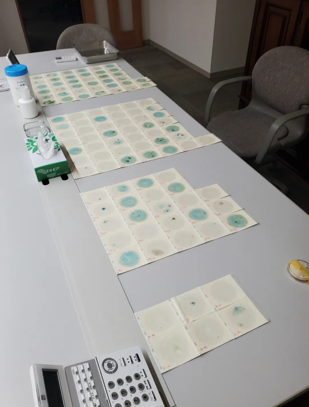 千葉県　真菌検査（カビ菌検査）　新築物件　調査　報告書作成