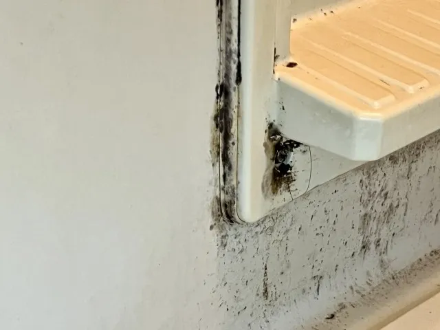 黒カビの見分け方と対策｜浴室・壁紙裏の相談目安