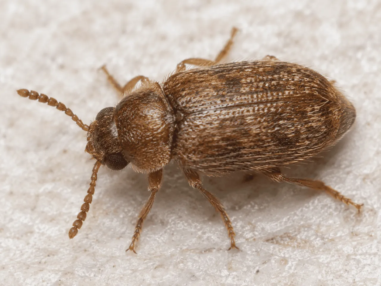 高湿環境で増えるカビと虫の連鎖発生とは？ヒメマキムシの危険性と根本対策を徹底解説｜MIST工法®カビバスターズ